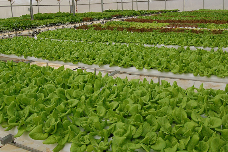 lettuce growing on a farm on Kauai